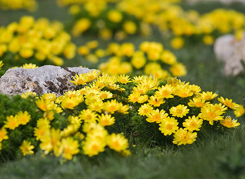 Адонис весенний (Adonis vernalis)