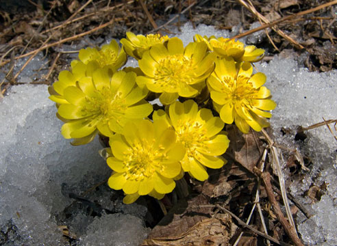 Адонис амурский (Adonis amurensis)