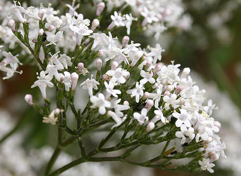 Валериана лекарственная (Valeriana officinalis)