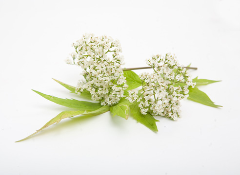 Валериана лекарственная (Valeriana officinalis)