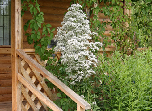 Валериана лекарственная (Valeriana officinalis)