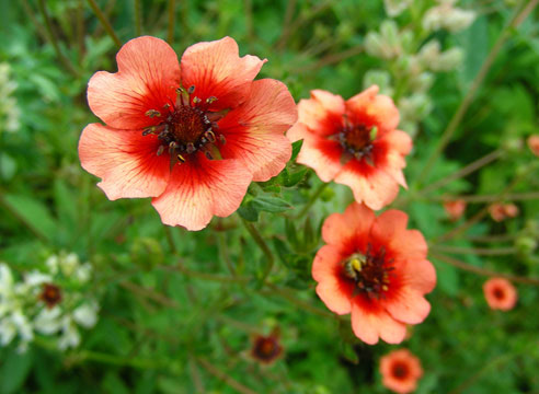 Лапчатка непальская (Potentilla  nepalensis)