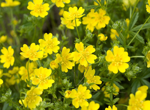 Лапчатка золотистая (Potentilla aureа) 