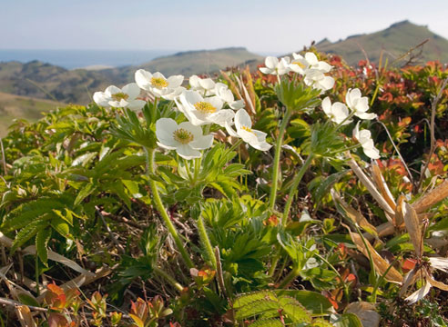 Лапчатка белая (Potentilla alba)