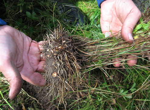 Лапчатка прямая, или калган (Potentilla erecta), корень калгана