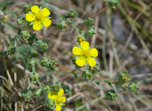 Лапчатка серебристолистная  (Potentilla argyrophylla)