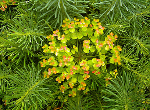 Молочай кипарисовый (Euphorbia cyparissias)
