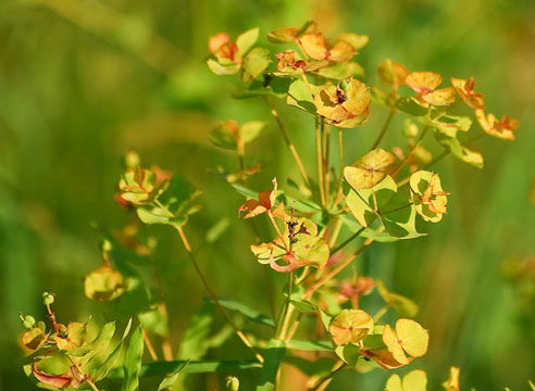 Молочай миндальный (Euphorbia amygdaloides)