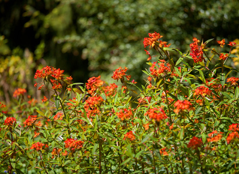 Молочай огненный, или молочай Гриффита (Euphorbia griffithii)