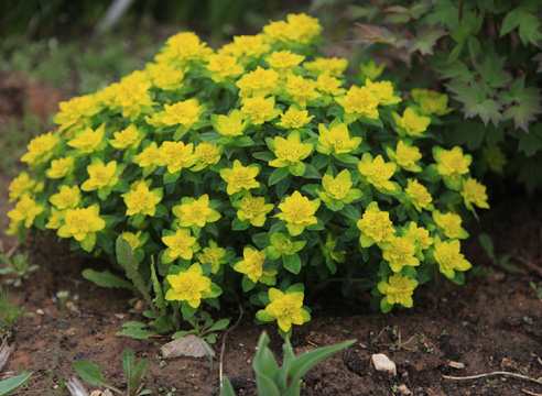 Молочай многоцветный (Euphorbia polychroma)