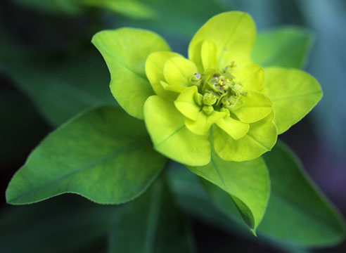 Молочай болотный (Euphorbia palustris)