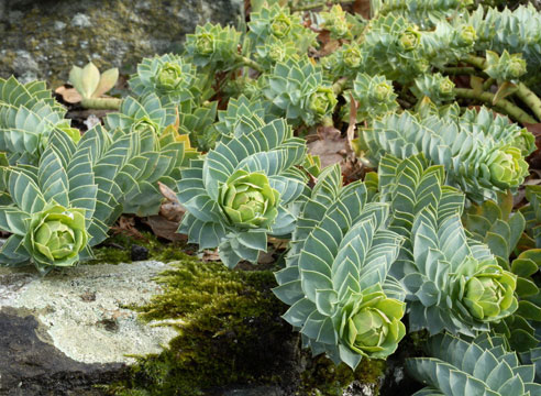 Молочай миртолистный (Euphorbia myrsinites)