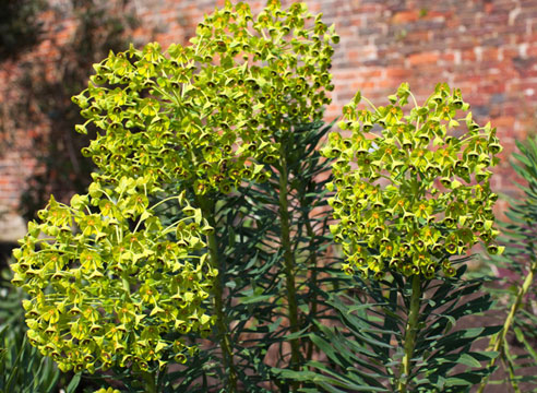 Молочай харациас, или молочай средиземноморский (Euphorbia characias)