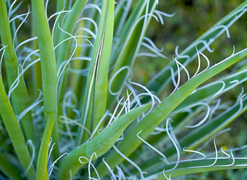 Юкка нитчатая (Yucca filamentosa)