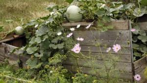 Посадка тыквы