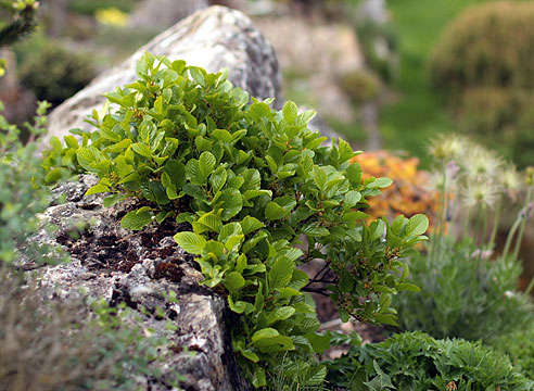 Жостер мелкоплодный, Rhamnus microcarpa