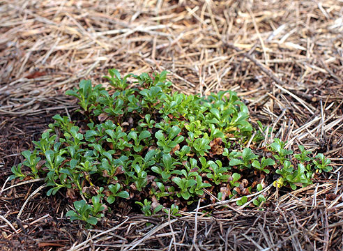 Salix tschuktschorum, ива чукчей