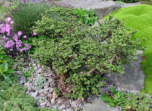 Ulmus parvifolia Hokkaido, вяз мелколистный Hokkaido