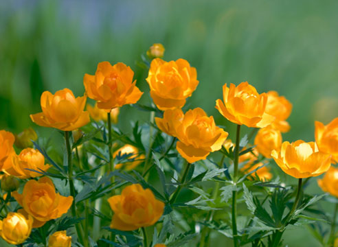 Купальница азиатская (Trollius asiaticus)