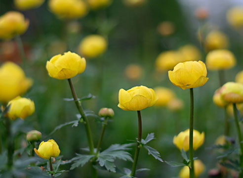 Купальница европейская (Trollius europaeicus)