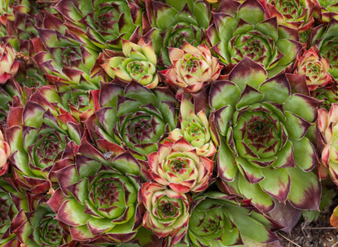 Молодило кровельное (Sempervivum tectorum)