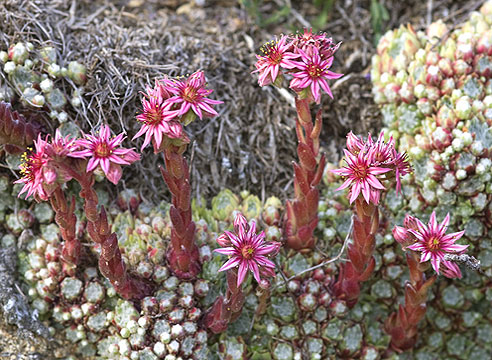 Молодило паутинистое (Sempervivum arachnoidea)