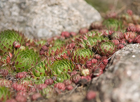 Молодило горное (Sempervivum montanum)