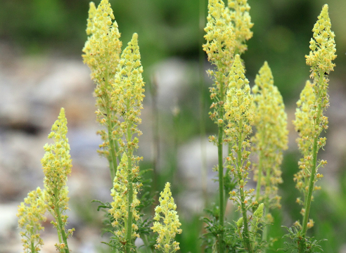 Резеда желтая (Reseda lutea)