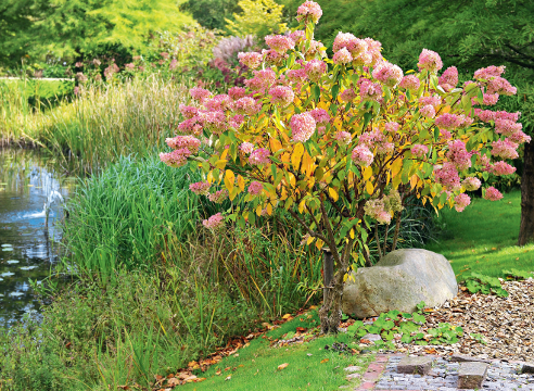 Гортензия метельчатая (Hydrangea paniculata)