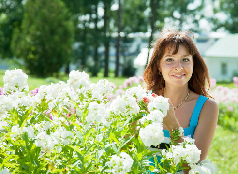 Флокс метельчатый, phlox