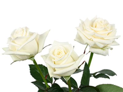 Голландцы назвали розу в честь Лермонтова 