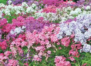 Флокс метельчатый в цветнике