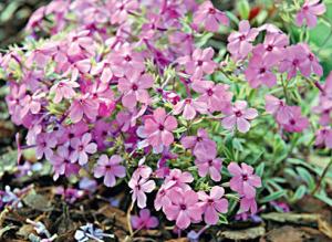 Первые летние флоксы