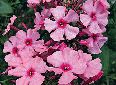 Флокс Oleander