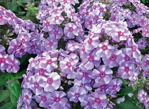 Лучшие флоксы отечественной селекции