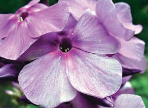 Дымчатые флоксы