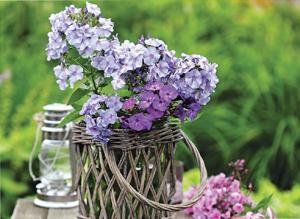 Голубые флоксы