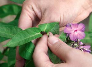 Размножение флоксов стеблевыми черенками