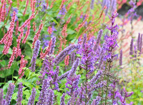 Trentham Gardens, сады Трентхэм