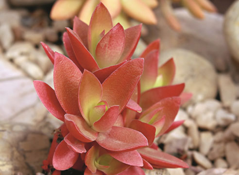 Эхеверия (Echeveria)