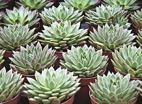 Эхеверия агавовидная Echeveria agavoides