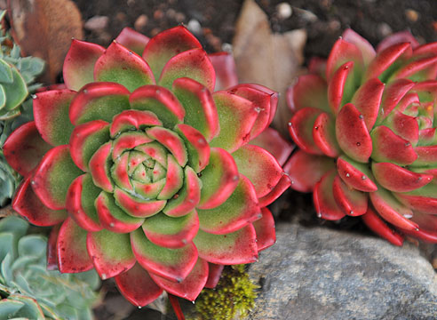 Эхеверия Echeveria Gilva