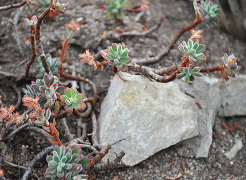 Эхеверия подушковидная Echeveria pulvinata