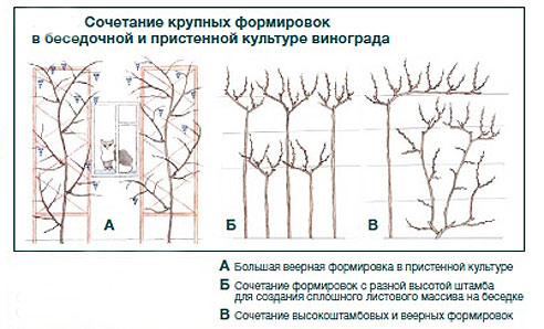 Вертикальный кордон винограда