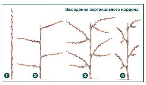 Лучшие сорта беседочного винограда: посадка и уход