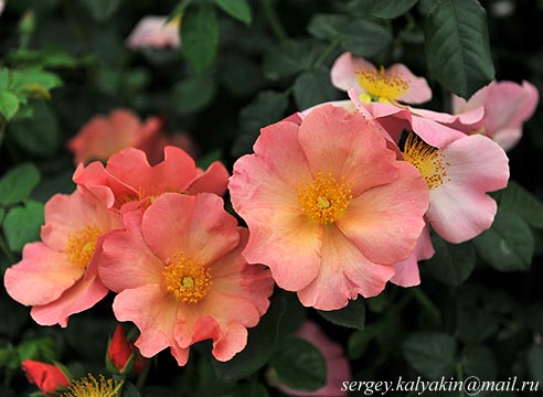 Роза Simple Peach