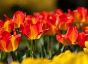 Миллионы тюльпанов в ОБИ ждут вас!