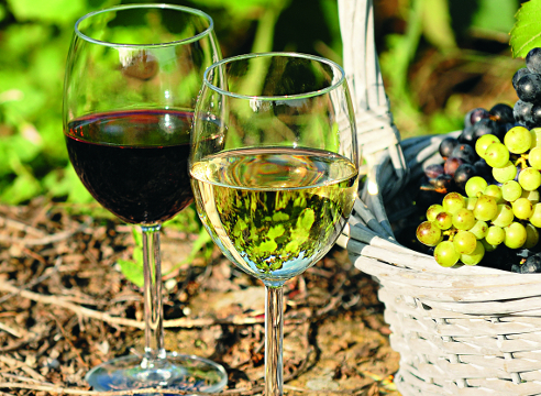 Виноград лучшие технические сорта: посадка и уход