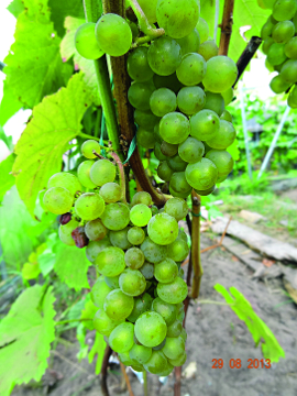 Лучшие сорта винограда для виноделия: посадка и уход
