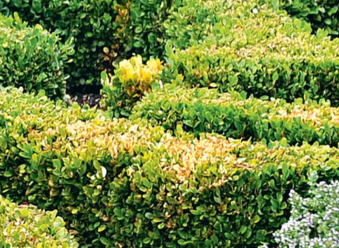 Самшит Buxus